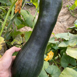 Extra-Early Mobo Squash Seeds - Early Maturing, Strong Continuous Fruit Set, Easy to Manage, Ideal for Home Gardening