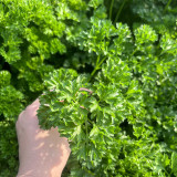 French Parsley Seeds – Dual-Purpose Herb, Garnish & Seasoning, Natural Breath Freshener