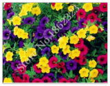 Many Color Hanging Petunia Seeds for Home & Garden - (Color: 9)