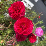 Hezhichun Red Moss-Rose Purslane Seeds | Portulaca grandiflora, Drought-Tolerant Annual, Easy to Grow & Low Maintenance