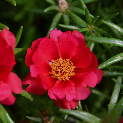 Hezhichun Red Moss-Rose Purslane Seeds | Portulaca grandiflora, Drought-Tolerant Annual, Easy to Grow & Low Maintenance