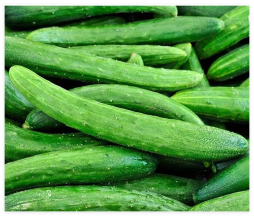 Burpless 26 F1 Cucumber Seeds Hybrid Untreated Seeds