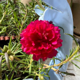 Hezhichun Red Moss-Rose Purslane Seeds | Portulaca grandiflora, Drought-Tolerant Annual, Easy to Grow & Low Maintenance