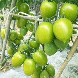 Kiwi Tomato Seeds – High yield, easy to grow, unique flavor, perfect for fresh eating and home gardening