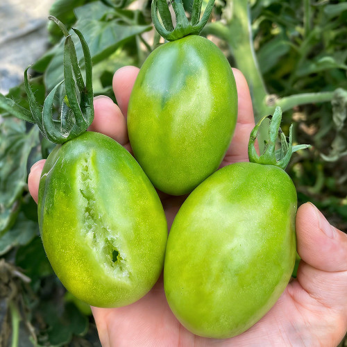 Kiwi Tomato Seeds – High yield, easy to grow, unique flavor, perfect for fresh eating and home gardening