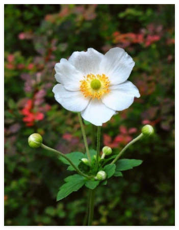 White Japanese Anemone Seeds ~ Anemone Hupehensis