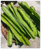 Winged Bean Seeds, Dragon Bean