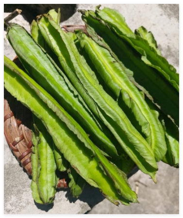 Winged Bean Seeds, Dragon Bean