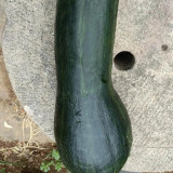 Extra-Early Mobo Squash Seeds - Early Maturing, Strong Continuous Fruit Set, Easy to Manage, Ideal for Home Gardening