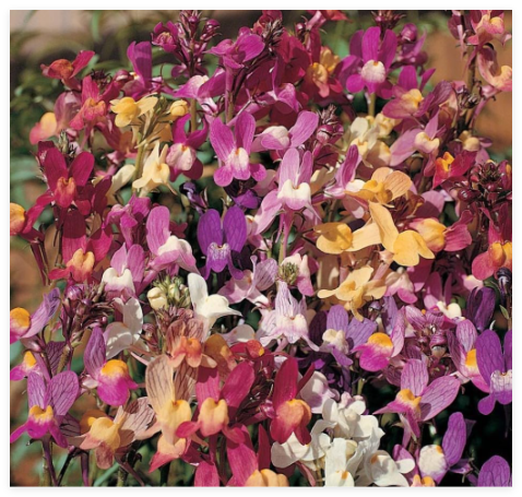 Mixed Snapdragon Seeds, Baby Snapdragons, Toadflax, Non-GMO Heirloom