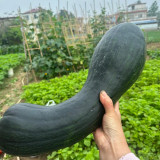 Extra-Early Mobo Squash Seeds - Early Maturing, Strong Continuous Fruit Set, Easy to Manage, Ideal for Home Gardening