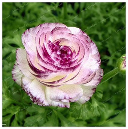 Ranunculus Flower Seed Balcony Potted Ranunculus Asiaticus Flower Bonsai (Color: 6)