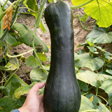 Extra-Early Mobo Squash Seeds - Early Maturing, Strong Continuous Fruit Set, Easy to Manage, Ideal for Home Gardening