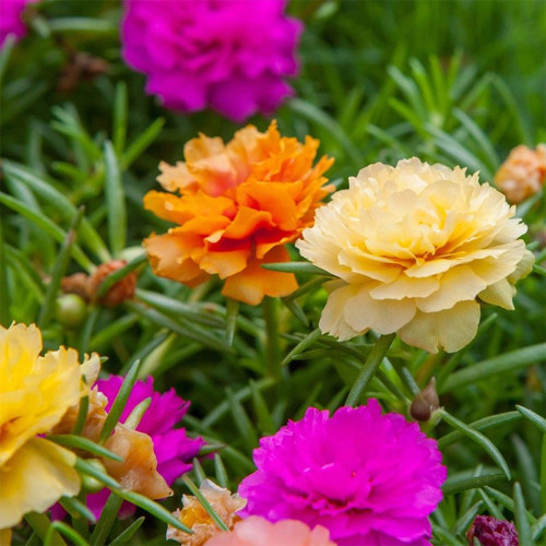 Hezhichun Mixed Double Portulaca Seeds | Easy to Grow Annual Flower, Drought Tolerant Ground Cover, Low Maintenance