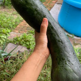 Extra-Early Mobo Squash Seeds - Early Maturing, Strong Continuous Fruit Set, Easy to Manage, Ideal for Home Gardening