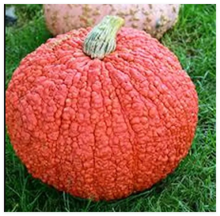 Red Warty Thing Pumpkin Seeds Organic