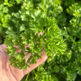French Parsley Seeds – Dual-Purpose Herb, Garnish & Seasoning, Natural Breath Freshener