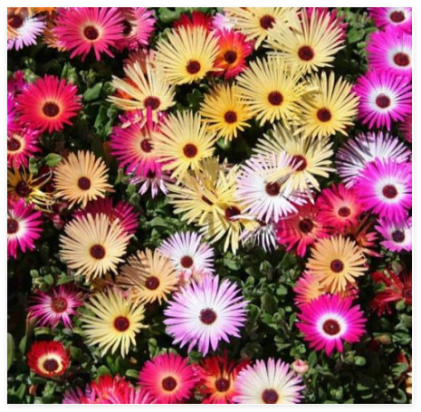 Dorotheanthus Bellidiformis Mixed Colors Seeds