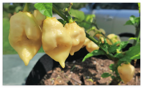 Peach Carolina Reaper Pepper Seeds Grown