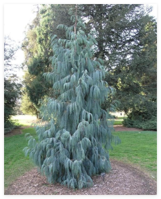 Kashmir Cypress, Cupressus cashmeriana, Tree Seeds (Fragrant Weeping Evergreen)