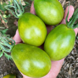 Kiwi Tomato Seeds – High yield, easy to grow, unique flavor, perfect for fresh eating and home gardening