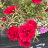 Hezhichun Red Moss-Rose Purslane Seeds | Portulaca grandiflora, Drought-Tolerant Annual, Easy to Grow & Low Maintenance