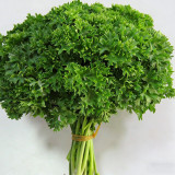French Parsley Seeds – Dual-Purpose Herb, Garnish & Seasoning, Natural Breath Freshener