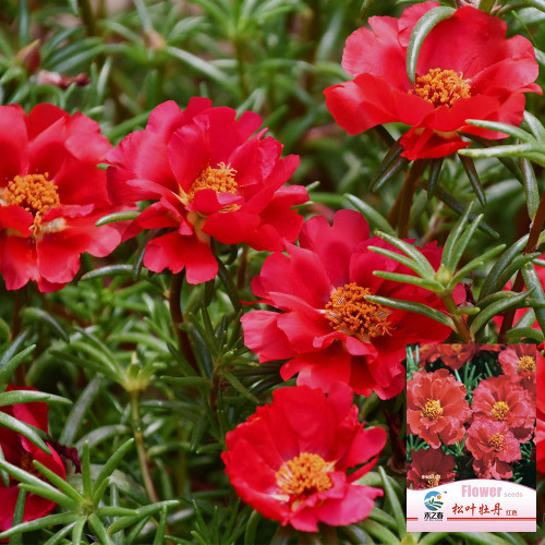 Hezhichun Red Moss-Rose Purslane Seeds | Portulaca grandiflora, Drought-Tolerant Annual, Easy to Grow & Low Maintenance