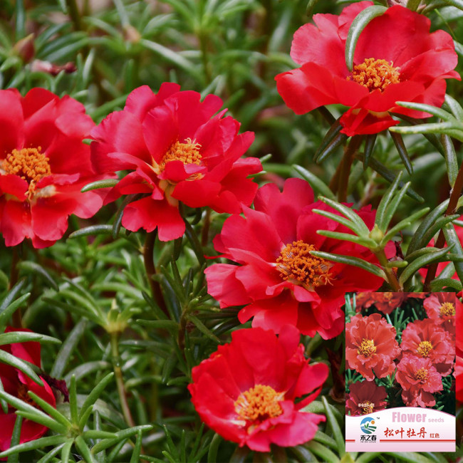 Hezhichun Red Moss-Rose Purslane Seeds | Portulaca grandiflora, Drought-Tolerant Annual, Easy to Grow & Low Maintenance