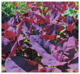 Orach Red Fire Seeds, French Spinach, Mountain Spinach, Non-GMO Seed