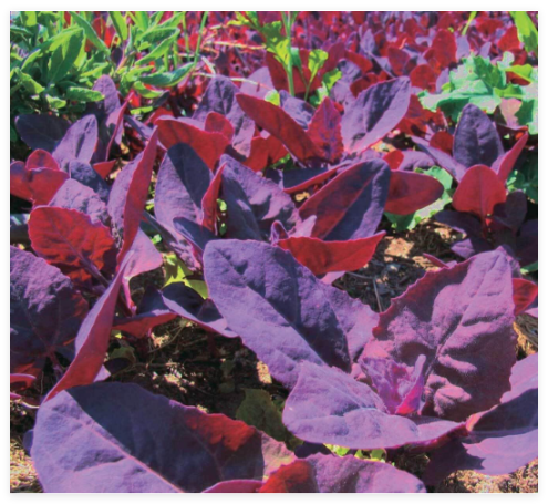 Orach Red Fire Seeds, French Spinach, Mountain Spinach, Non-GMO Seed