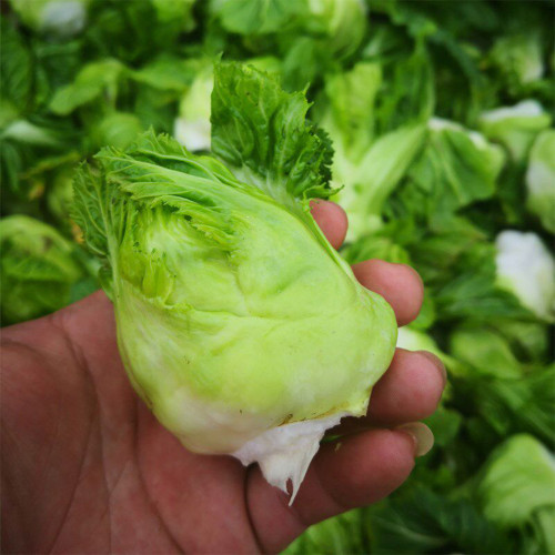 Keguang Baby Mustard Greens Seeds – High Yield, Shortened Stem, oblong-ovate Leaves, Compact Plant