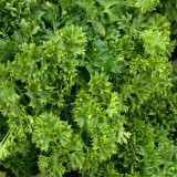 French Parsley Seeds – Dual-Purpose Herb, Garnish & Seasoning, Natural Breath Freshener