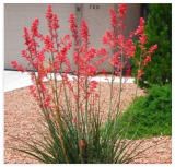 Red Yucca Seeds - Century Plant - Hummingbird & Butterfly Attractor