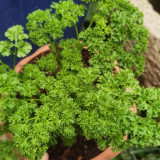 French Parsley Seeds – Dual-Purpose Herb, Garnish & Seasoning, Natural Breath Freshener