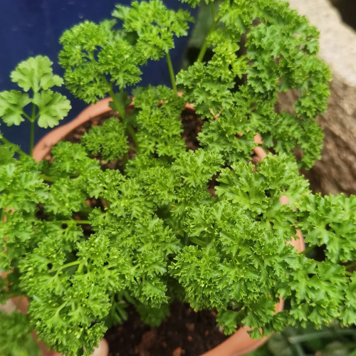 French Parsley Seeds – Dual-Purpose Herb, Garnish & Seasoning, Natural Breath Freshener