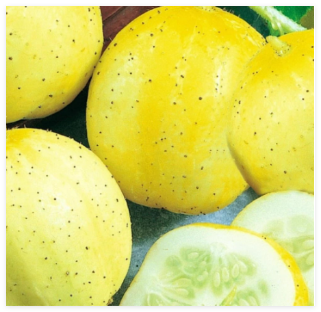 Lemon Cucumber Seeds | Non-GMO Cucumber Seeds
