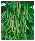 Kentucky Wonder Pole Green Bean Seeds, Non-GMO, High Yielding