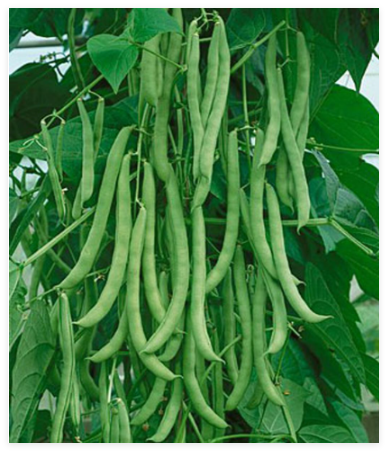 Kentucky Wonder Pole Green Bean Seeds, Non-GMO, High Yielding