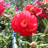 Hezhichun Red Moss-Rose Purslane Seeds | Portulaca grandiflora, Drought-Tolerant Annual, Easy to Grow & Low Maintenance
