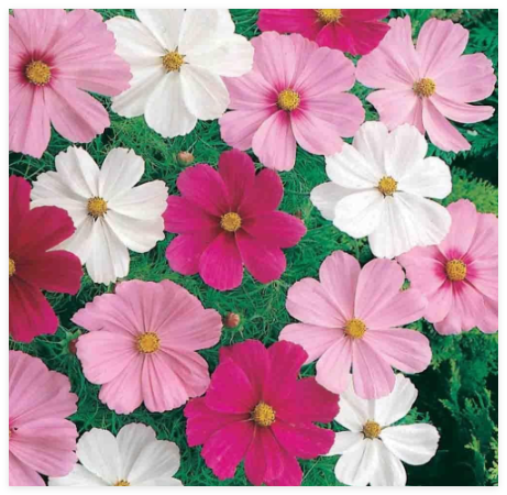 Dwarf 12 inch Cosmos Seeds