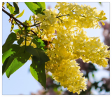 Yellow Lilac Seeds for Planting | Highly Prized for Bonsai