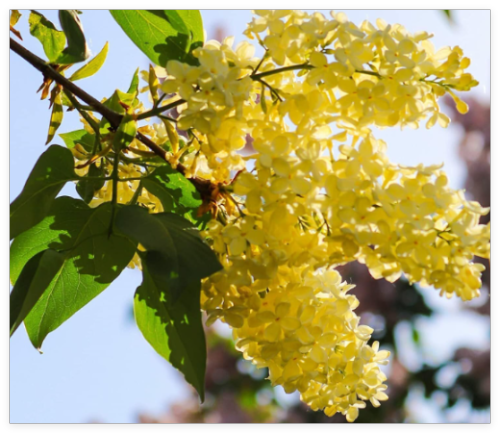 Yellow Lilac Seeds for Planting | Highly Prized for Bonsai
