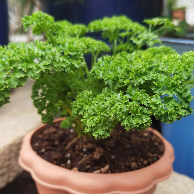 French Parsley Seeds – Dual-Purpose Herb, Garnish & Seasoning, Natural Breath Freshener