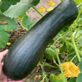 Extra-Early Mobo Squash Seeds - Early Maturing, Strong Continuous Fruit Set, Easy to Manage, Ideal for Home Gardening