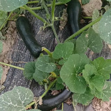 Extra-Early Mobo Squash Seeds - Early Maturing, Strong Continuous Fruit Set, Easy to Manage, Ideal for Home Gardening
