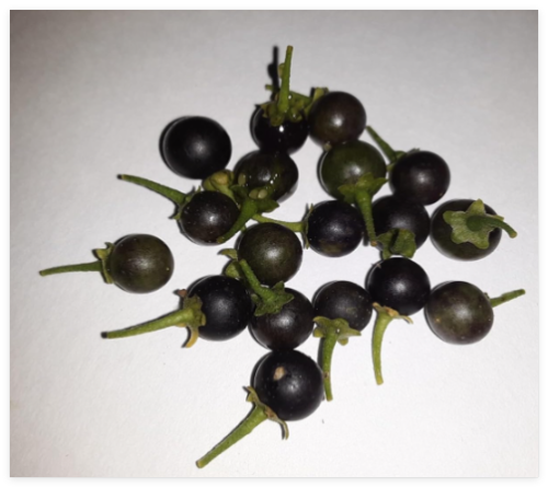 Black Night Shade(Kalukamberiya/Thabberiya) Seeds