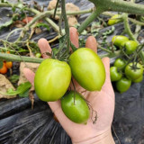 Kiwi Tomato Seeds – High yield, easy to grow, unique flavor, perfect for fresh eating and home gardening