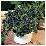 Blueberry Seeds Tree Highbush Blueberries Countyard Seed