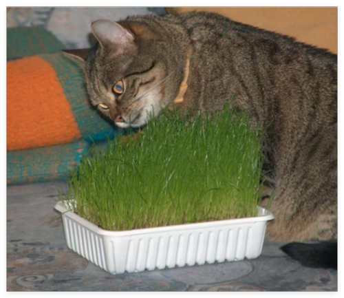 Catgrass Seeds- Herb- Crested Wheatgrass